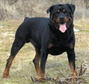 rottweiler