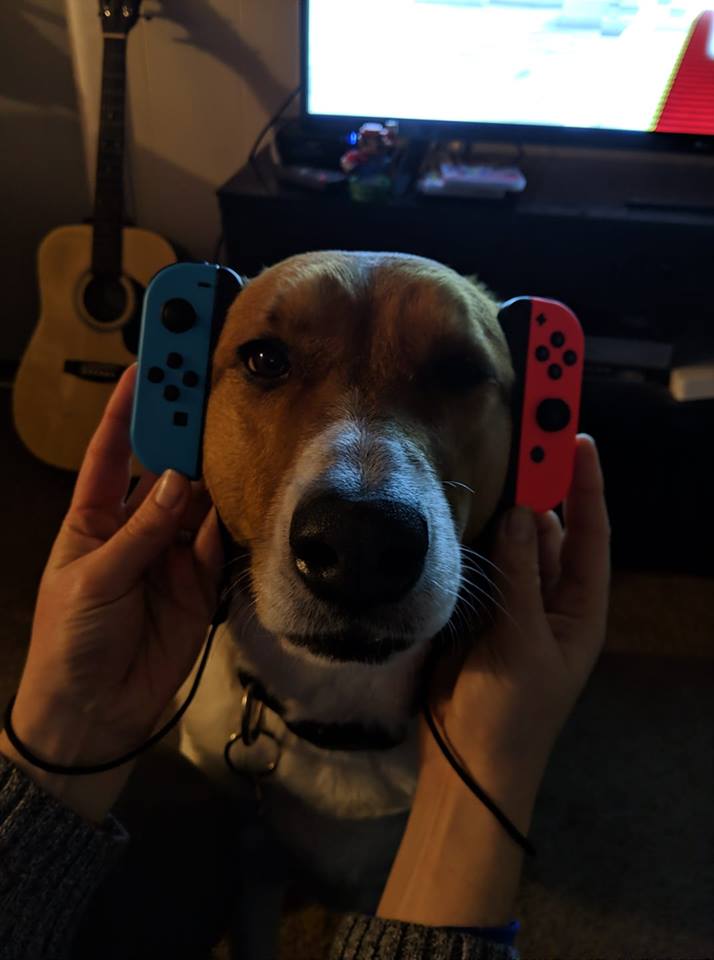 Switch Dog