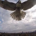 hawk attacks drone